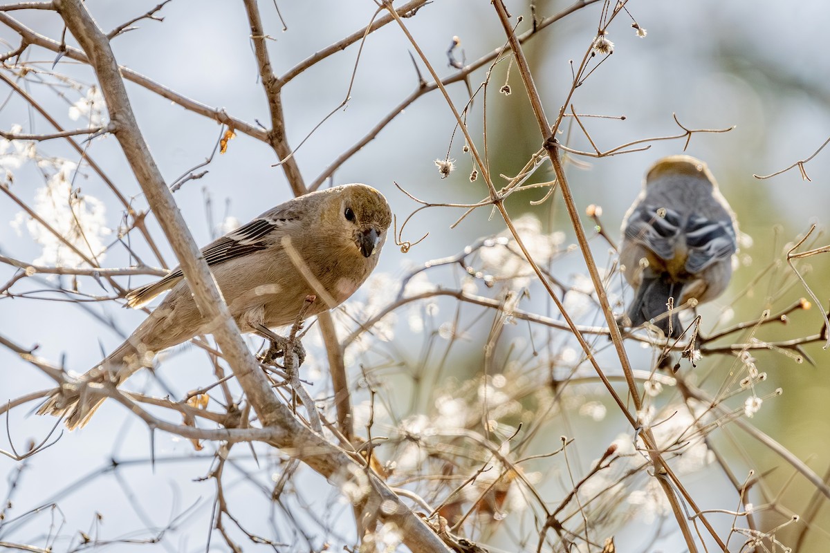 Pine Grosbeak - patrick broom