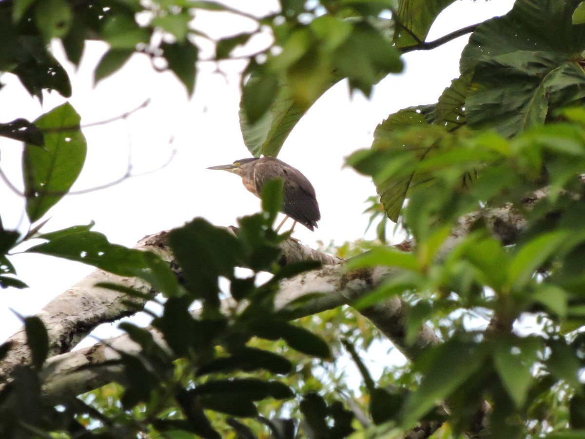 Striated Heron - Observadores Aves Puerto Asís