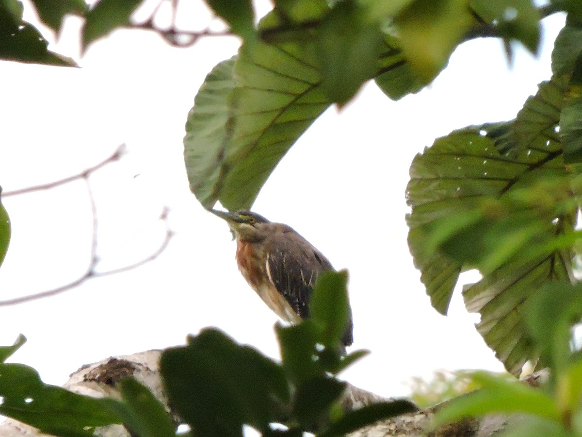 Striated Heron - Observadores Aves Puerto Asís