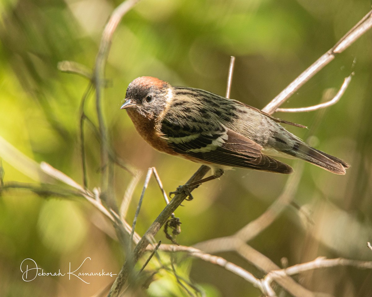 Bay-breasted Warbler - Deborah Kainauskas