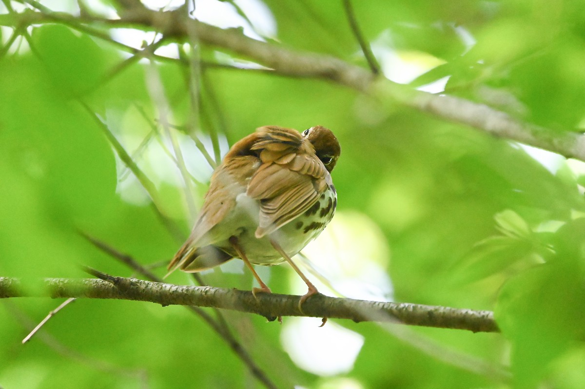 Wood Thrush - Dan O'Brien