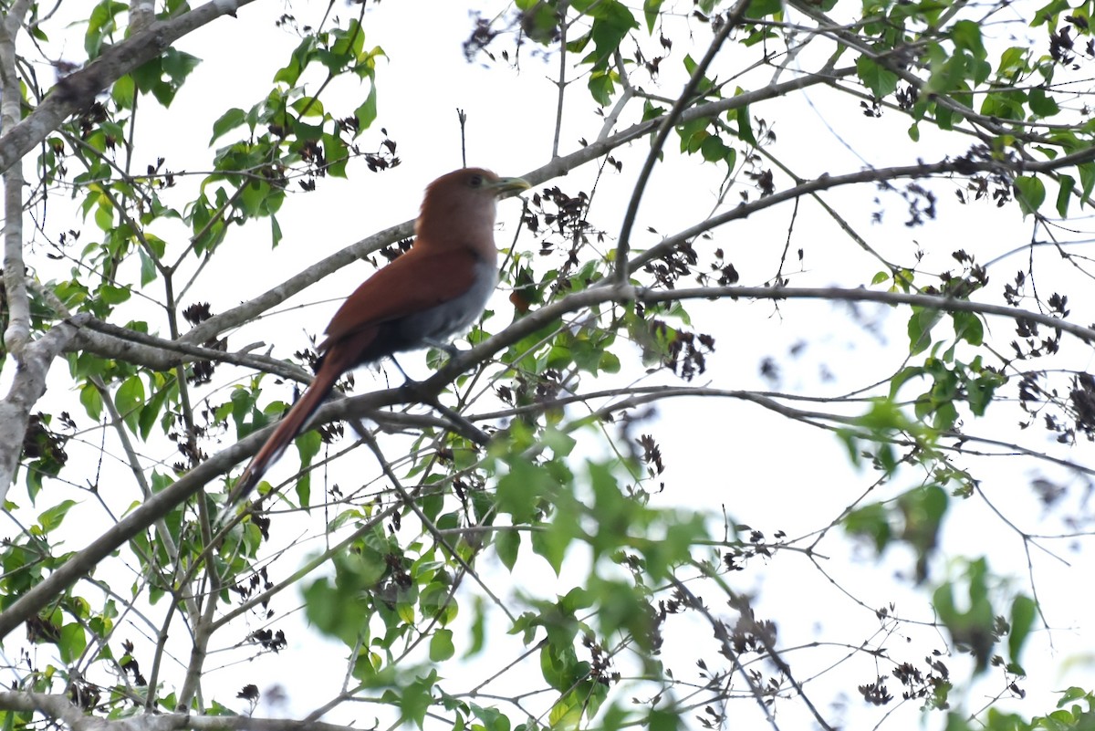 Squirrel Cuckoo - Bruce Mast