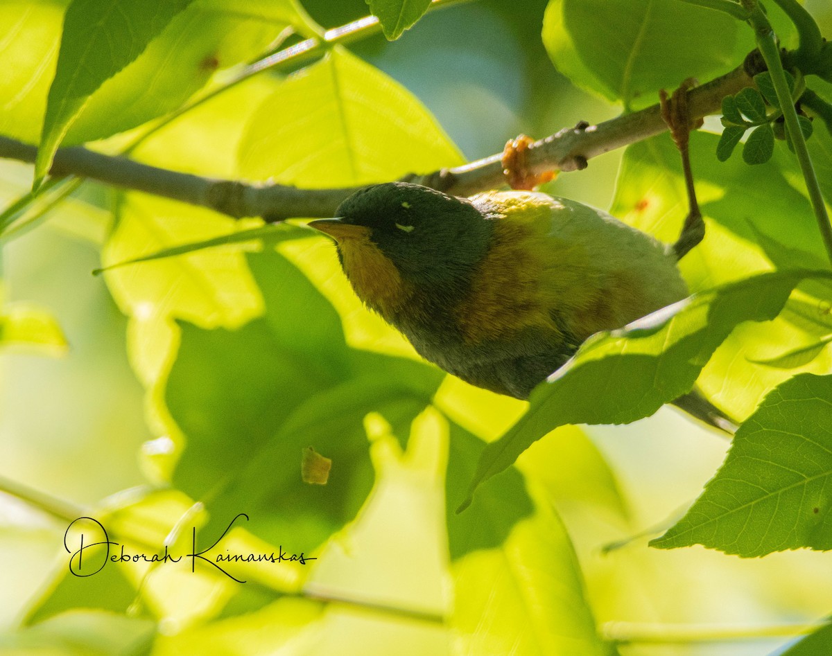 Northern Parula - Deborah Kainauskas