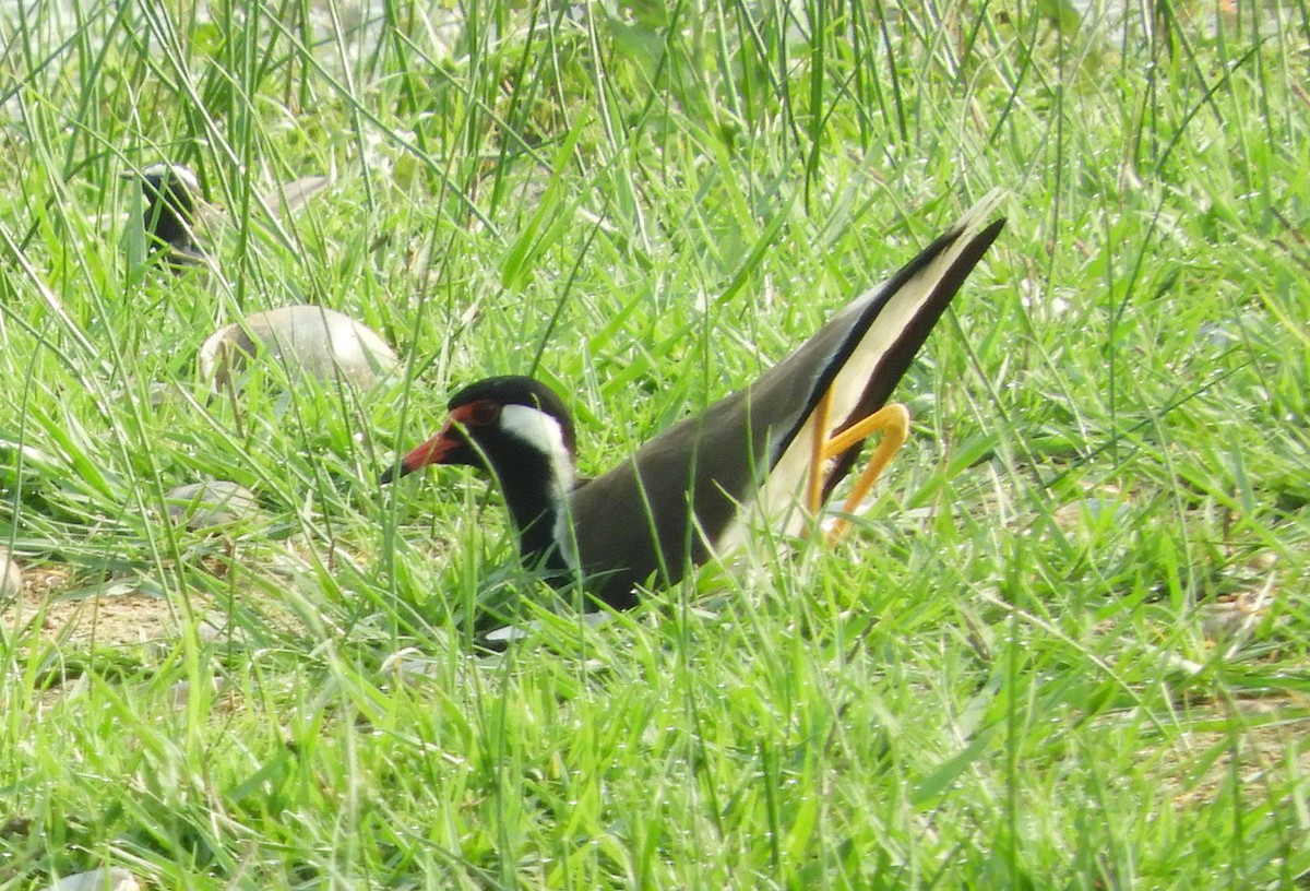 Red-wattled Lapwing - Manju Sinha