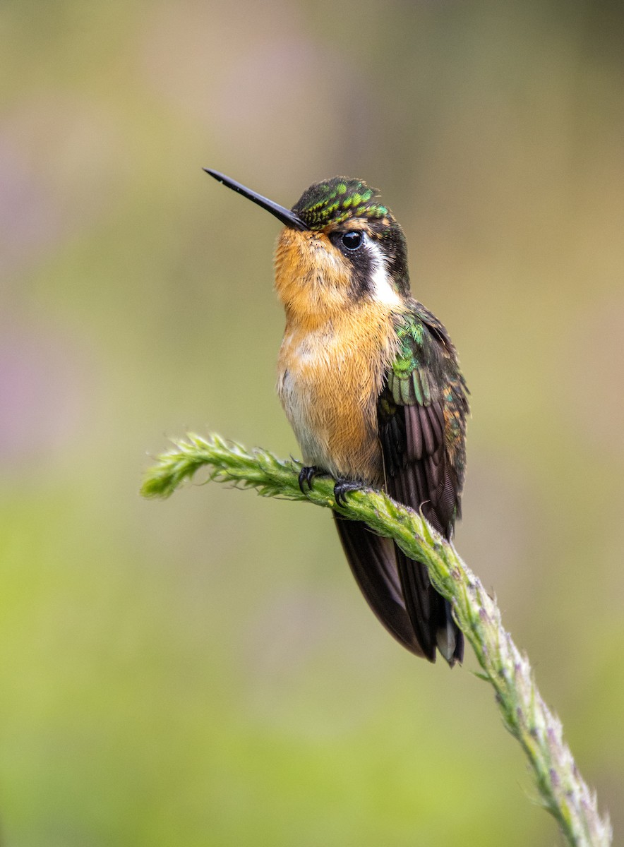 Colibri à gorge pourprée - ML619525827