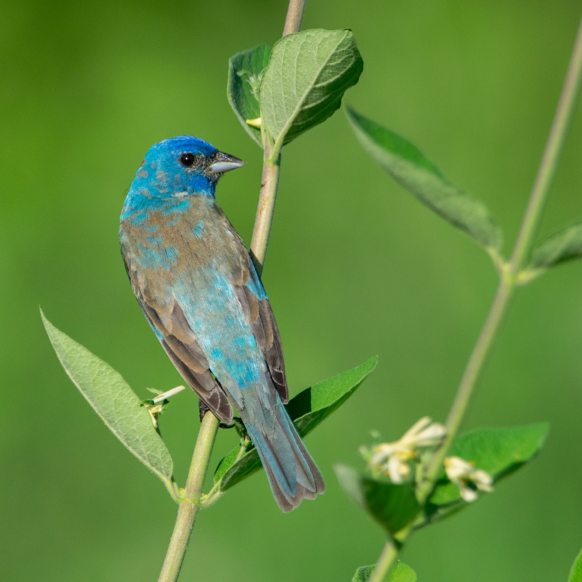 Indigo Bunting - Daniel Carr