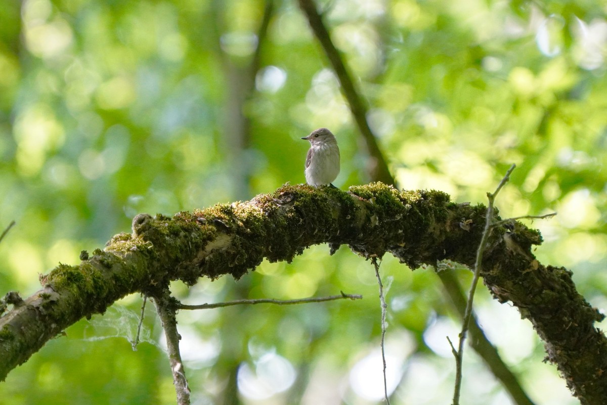 Spotted Flycatcher - Paweł Maciszkiewicz