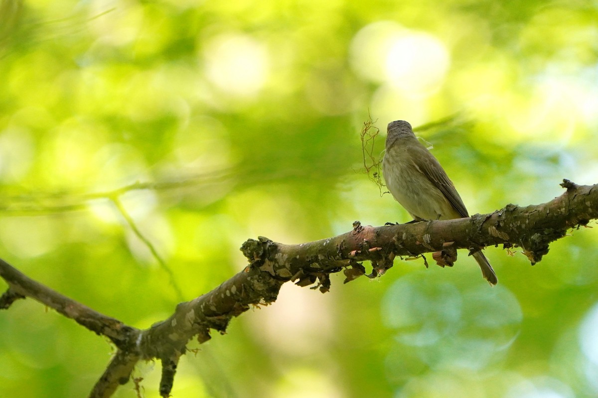 Spotted Flycatcher - Paweł Maciszkiewicz