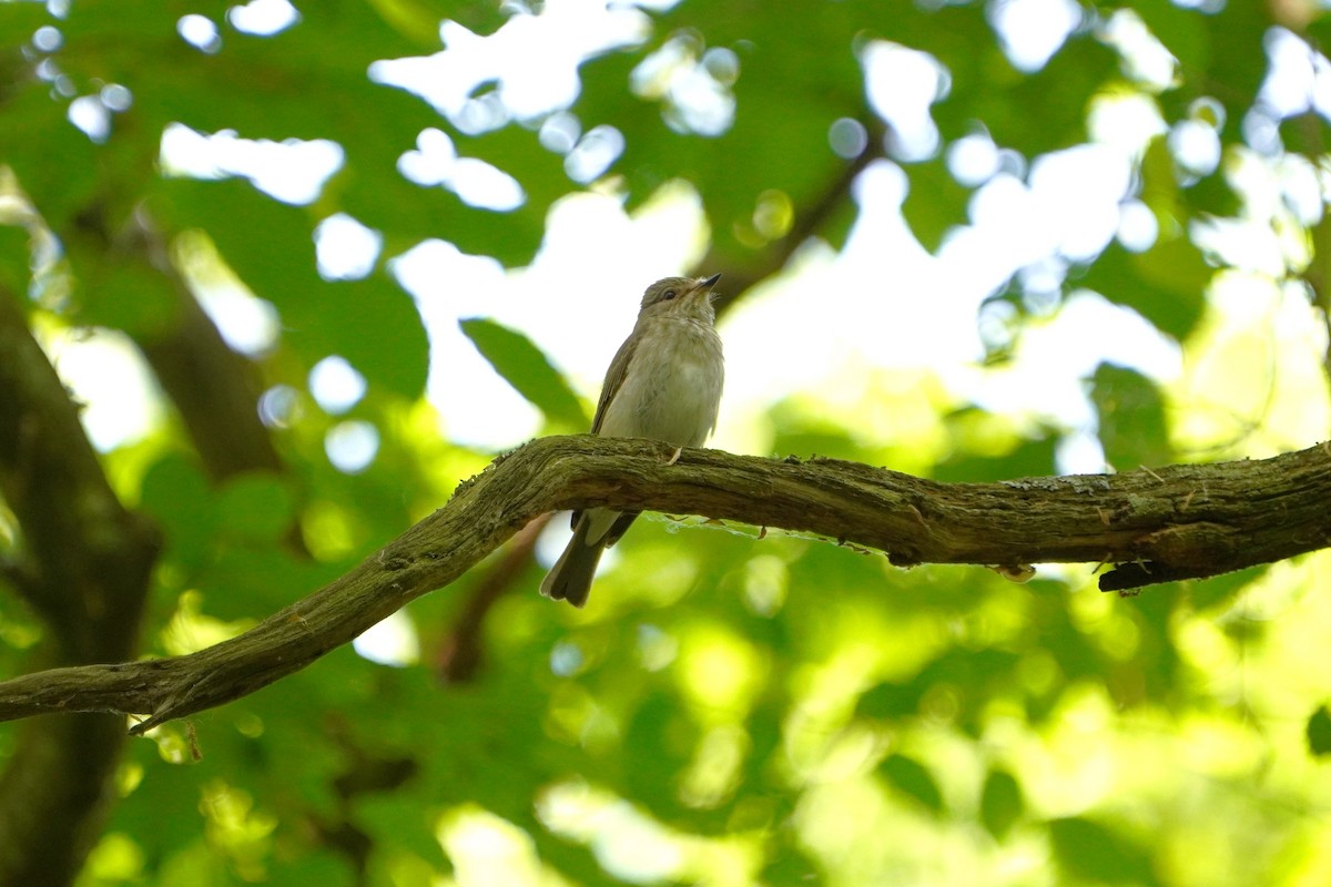 Spotted Flycatcher - Paweł Maciszkiewicz