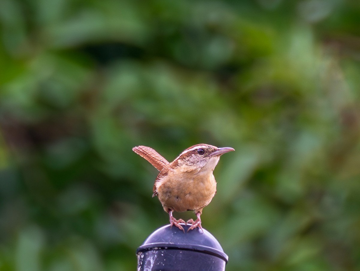 Carolina Wren - Richard Moss