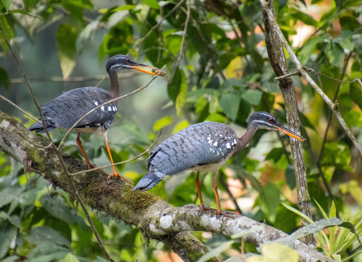 Sunbittern - ML619525836