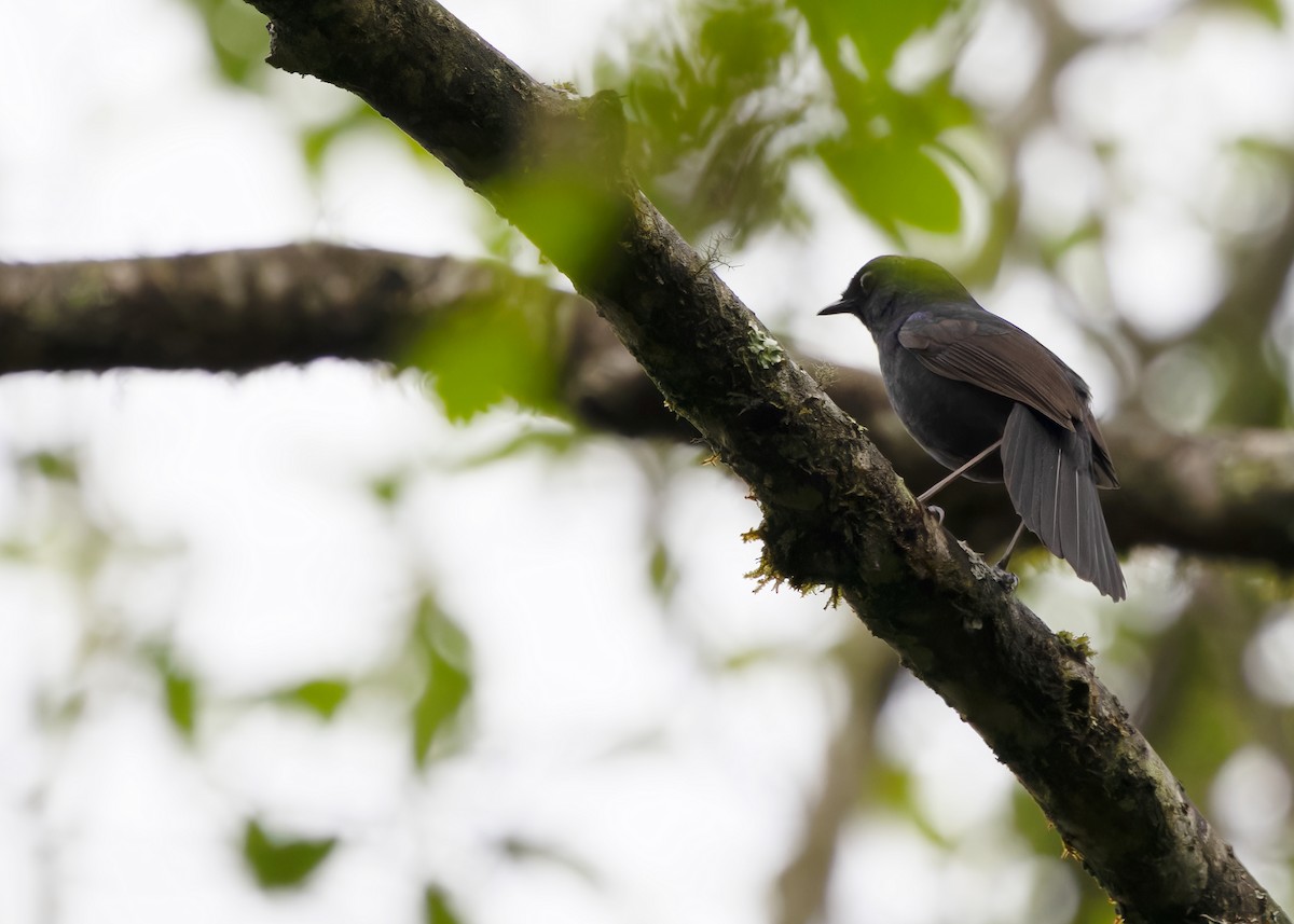 Blue-fronted Robin - ML619525837