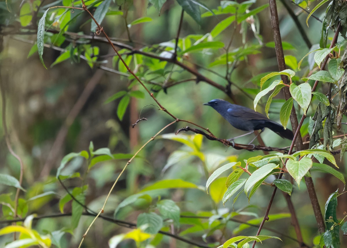 Blue-fronted Robin - ML619525839