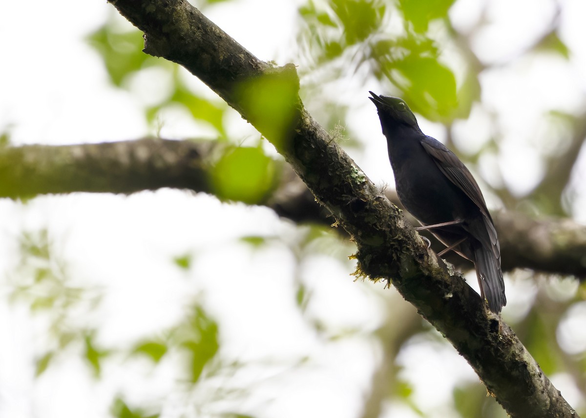 Blue-fronted Robin - ML619525840