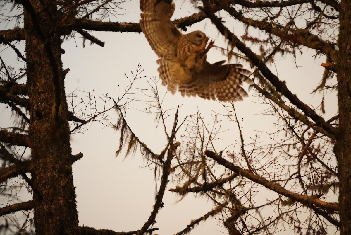 Barred Owl - patrick broom