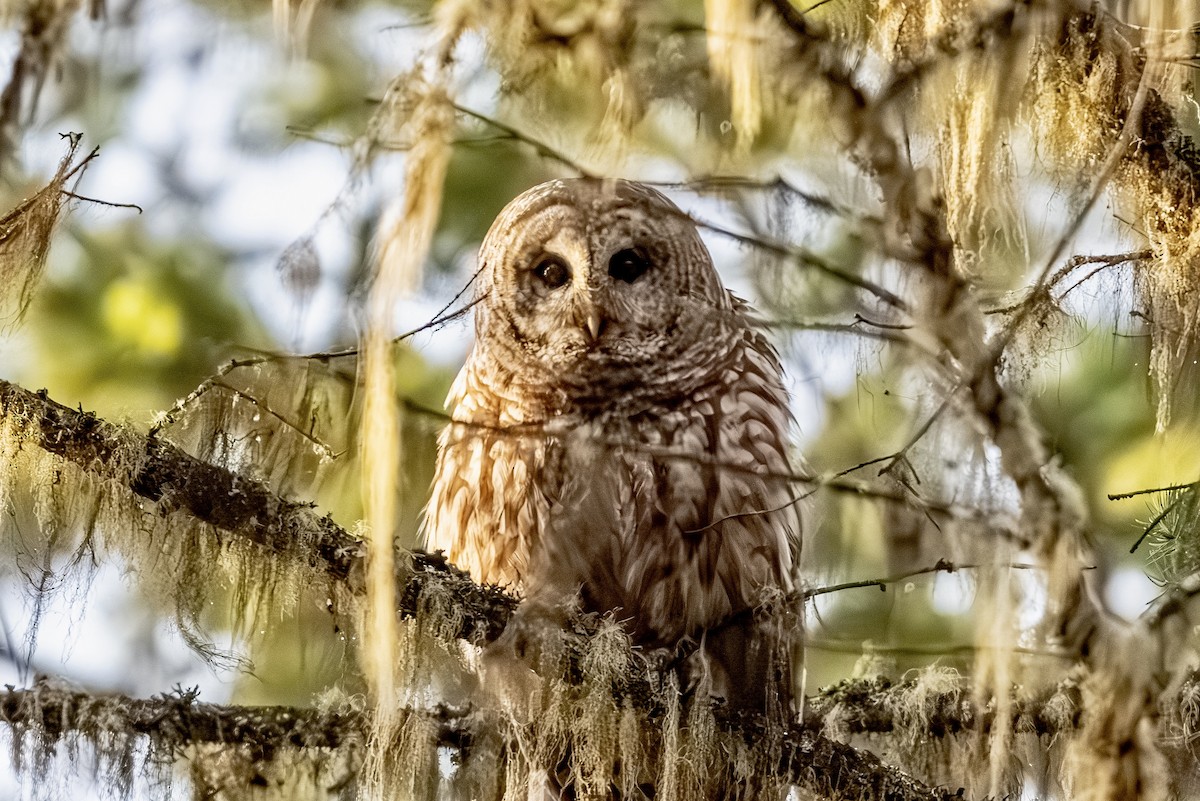 Barred Owl - patrick broom