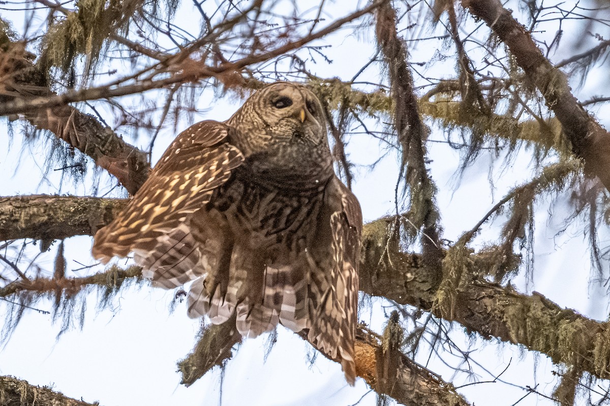 Barred Owl - patrick broom