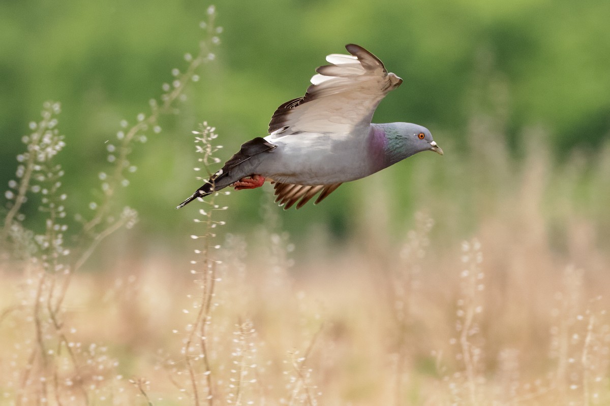 Rock Pigeon (Feral Pigeon) - Scott Young