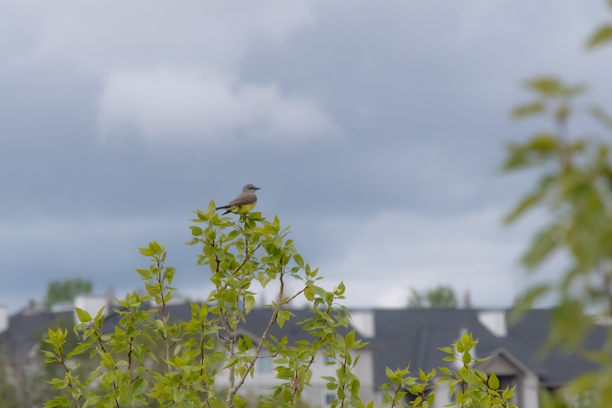 Western Kingbird - ML619525850