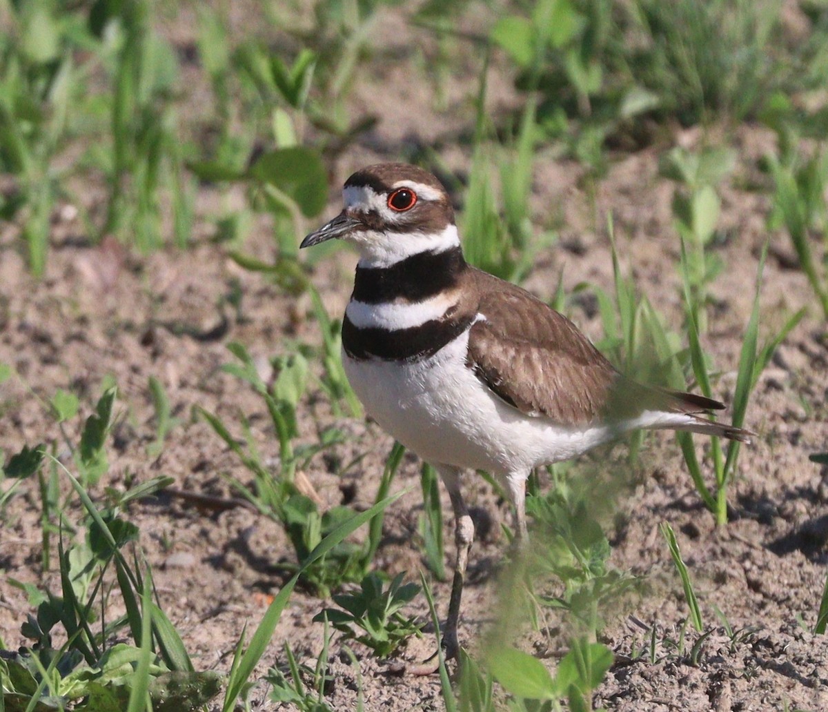 Killdeer - Hélène Crête