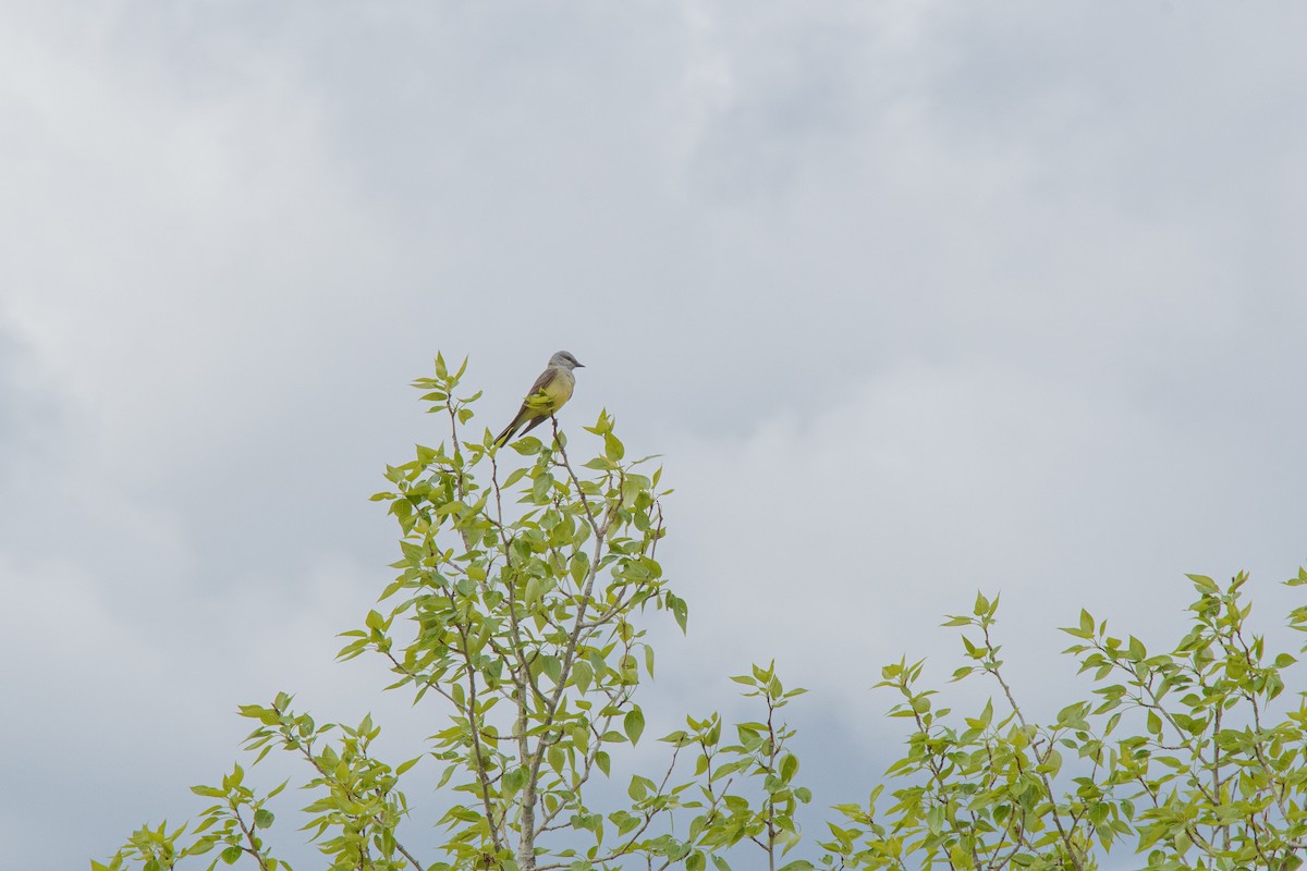 Western Kingbird - Emma N