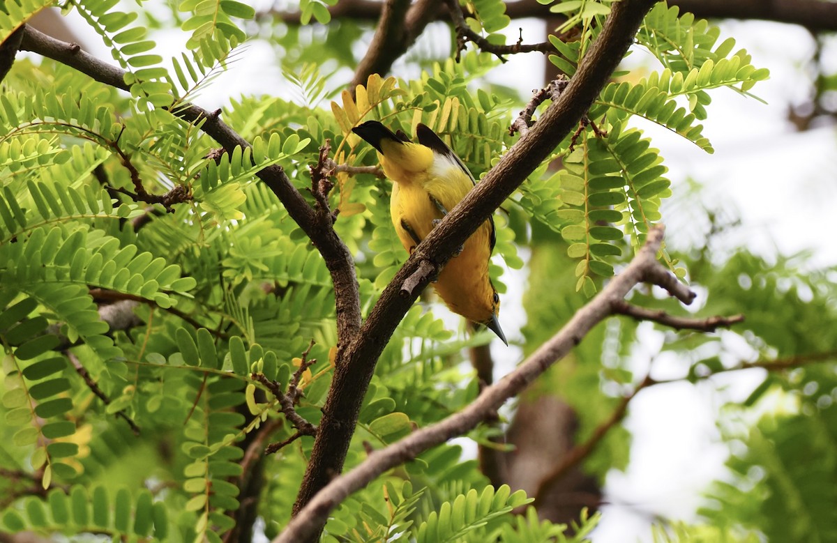 Common Iora - 芳色 林