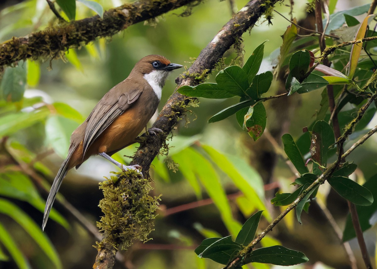 White-throated Laughingthrush - Ayuwat Jearwattanakanok