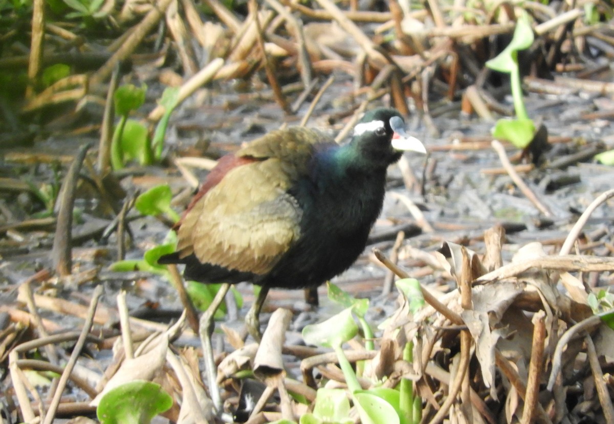 Bronze-winged Jacana - Manju Sinha