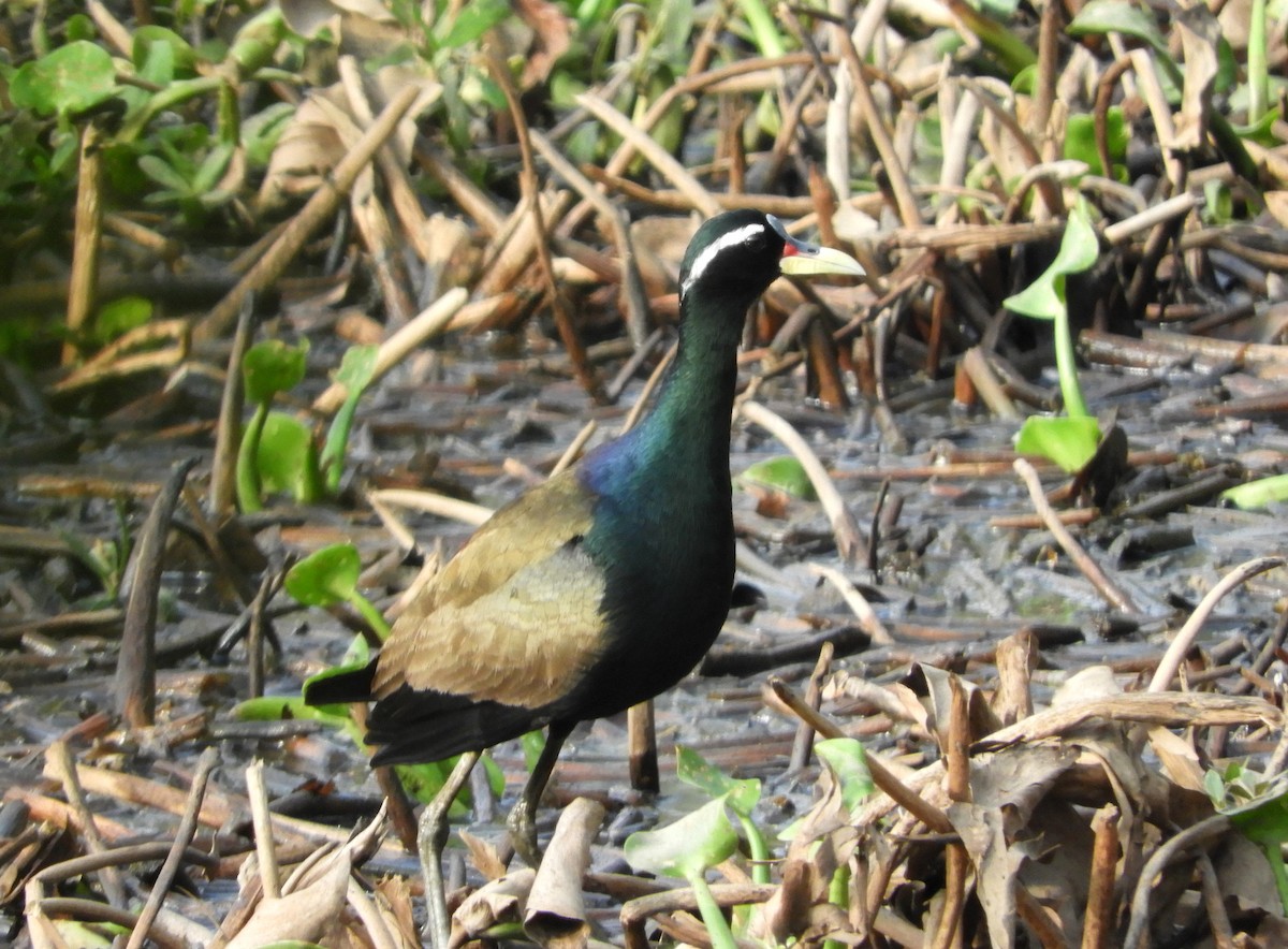 Bronze-winged Jacana - Manju Sinha