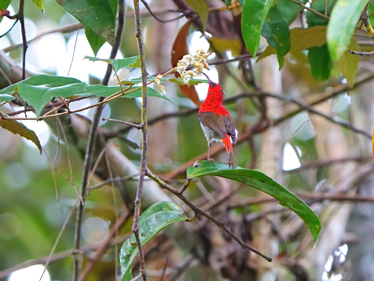 Temminck's Sunbird - ML619525870