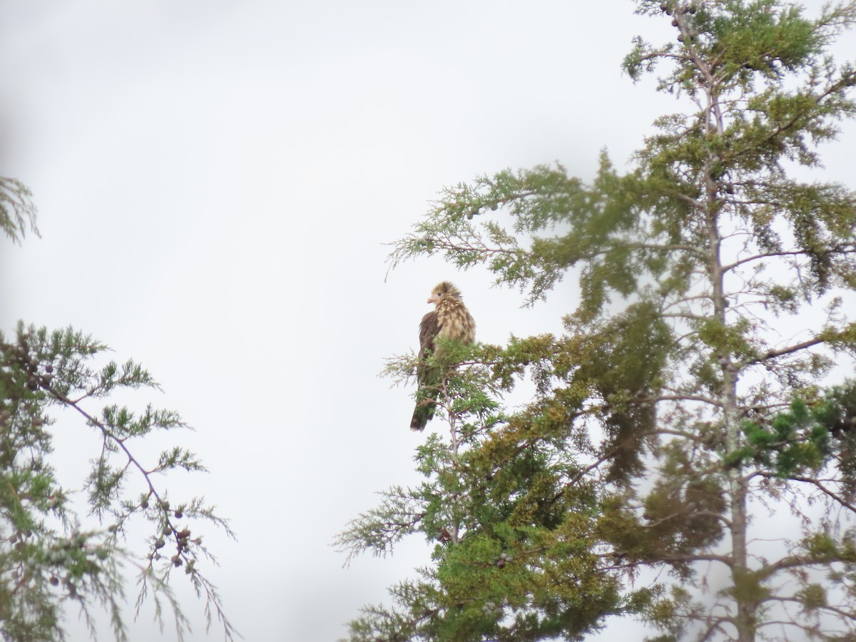 Yellow-headed Caracara - Cristian Cufiño