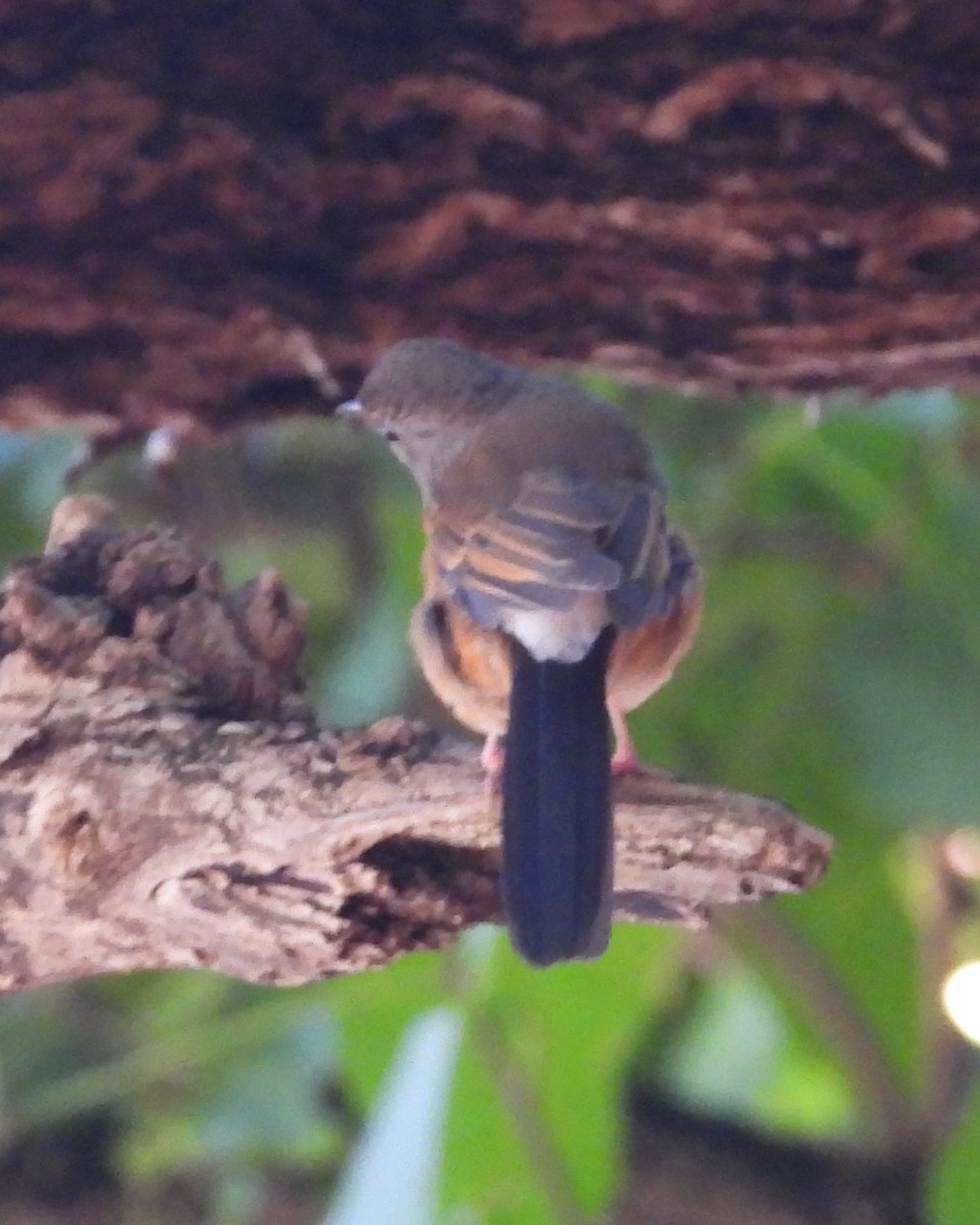 White-rumped Shama - Nick Komar