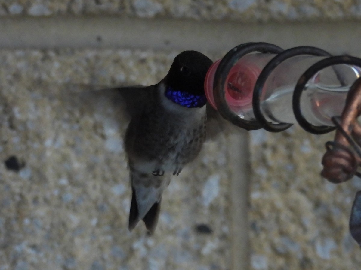 Black-chinned Hummingbird - J Baker