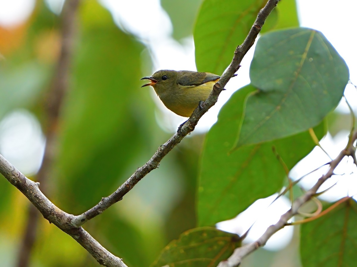 Orange-bellied Flowerpecker - ML619525879