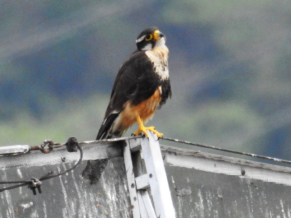 Aplomado Falcon - Fernando Nunes