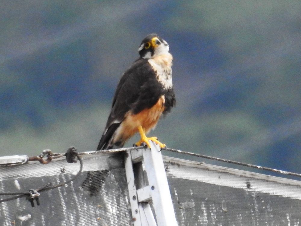 Aplomado Falcon - Fernando Nunes