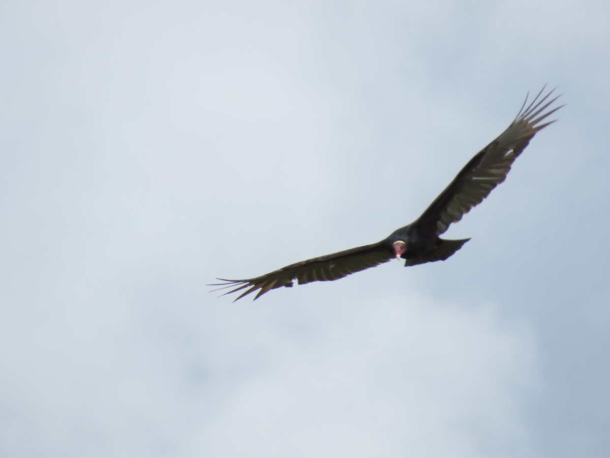 Turkey Vulture - Cristian Cufiño