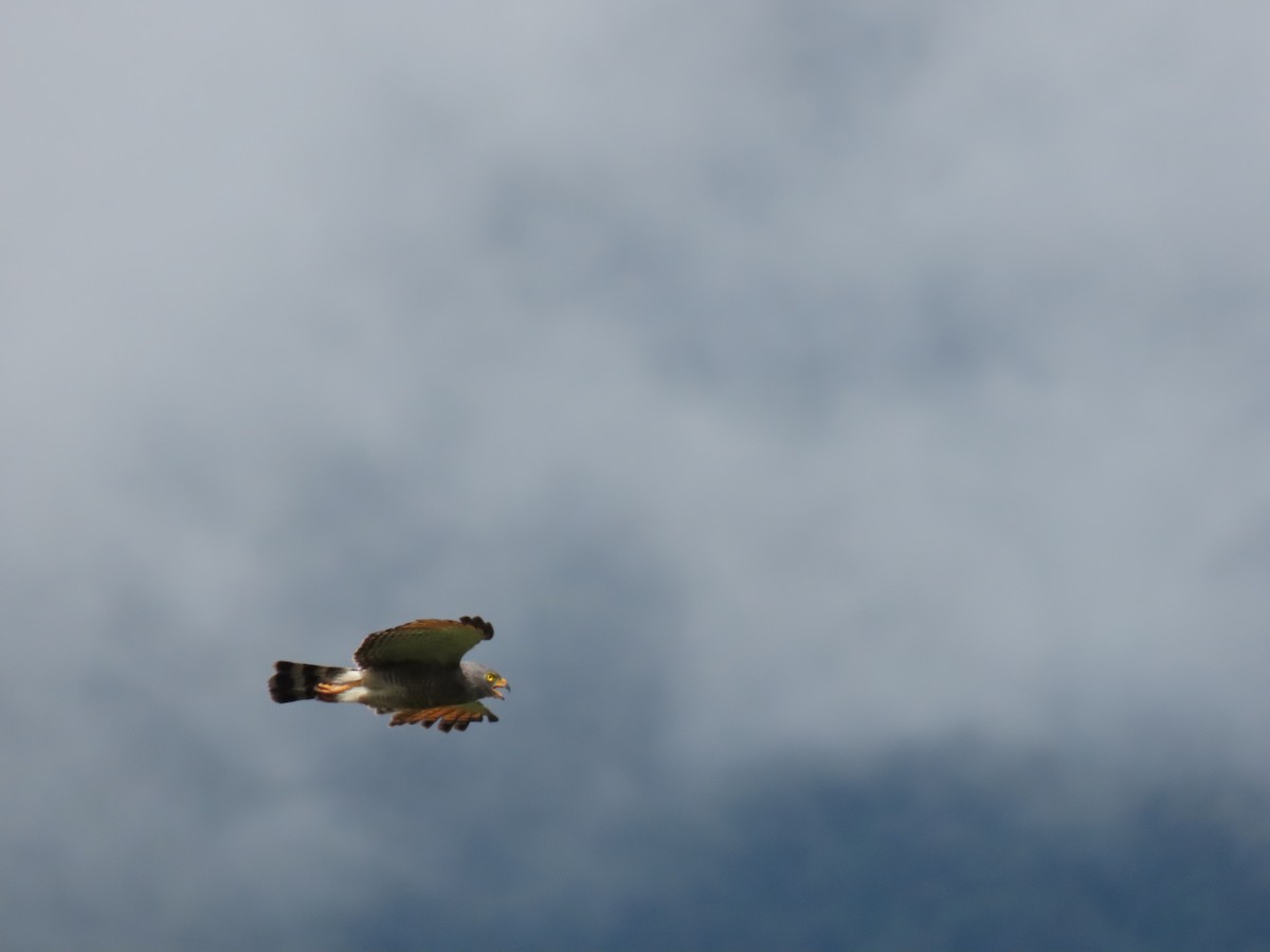 Roadside Hawk - Cristian Cufiño