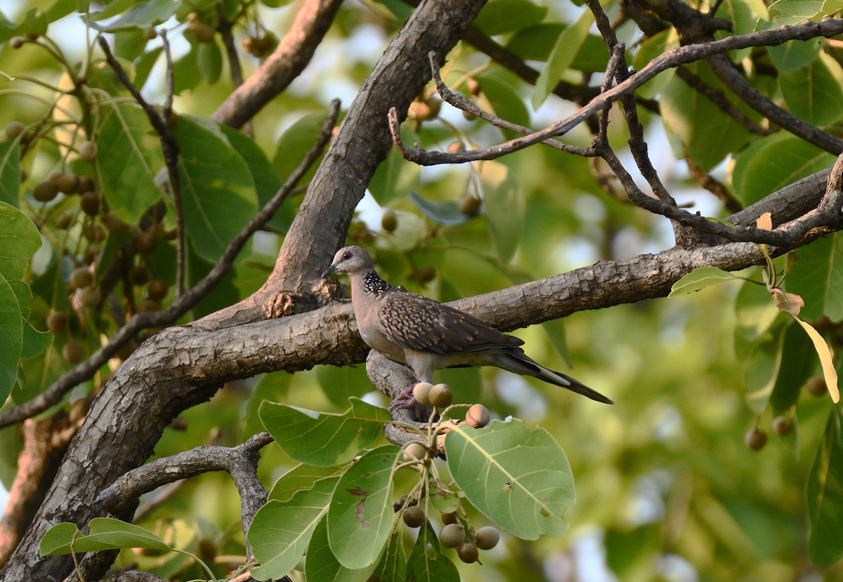 Spotted Dove - Baharuddin Sk