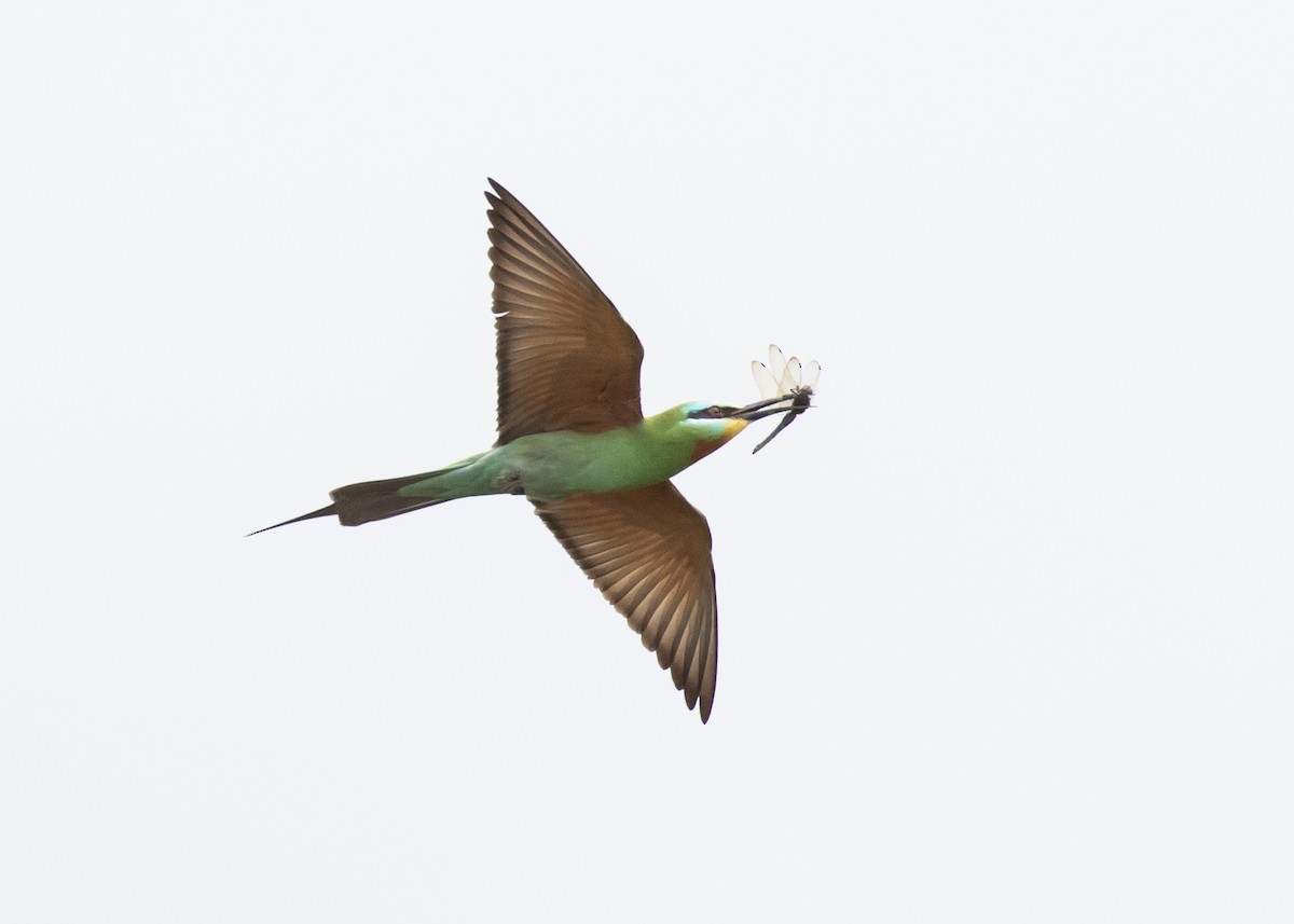 Blue-cheeked Bee-eater - Moditha Kodikara Arachchi