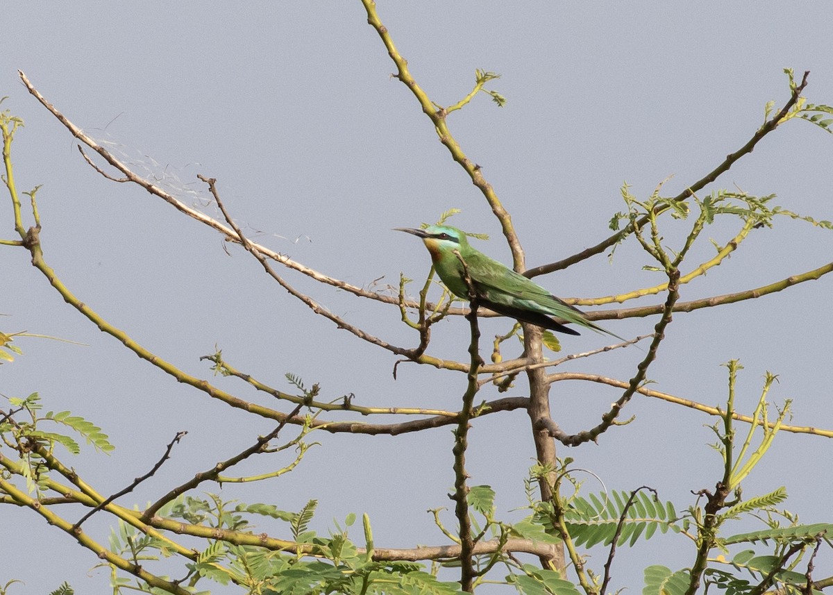 Blue-cheeked Bee-eater - ML619525896