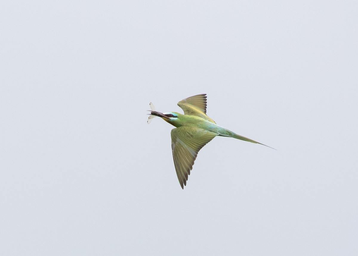 Blue-cheeked Bee-eater - ML619525897