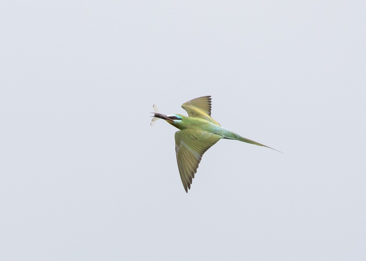 Blue-cheeked Bee-eater - Moditha Kodikara Arachchi