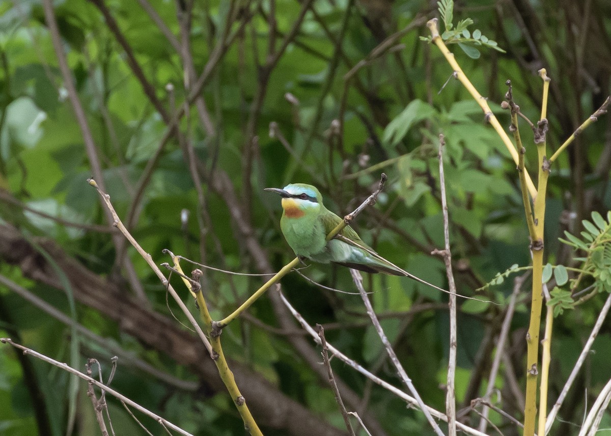 Blue-cheeked Bee-eater - ML619525898