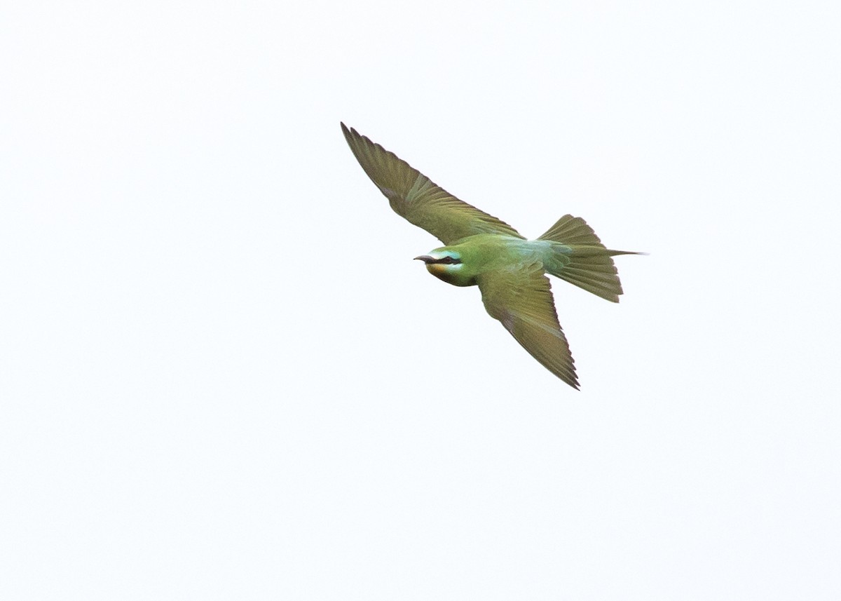 Blue-cheeked Bee-eater - ML619525899