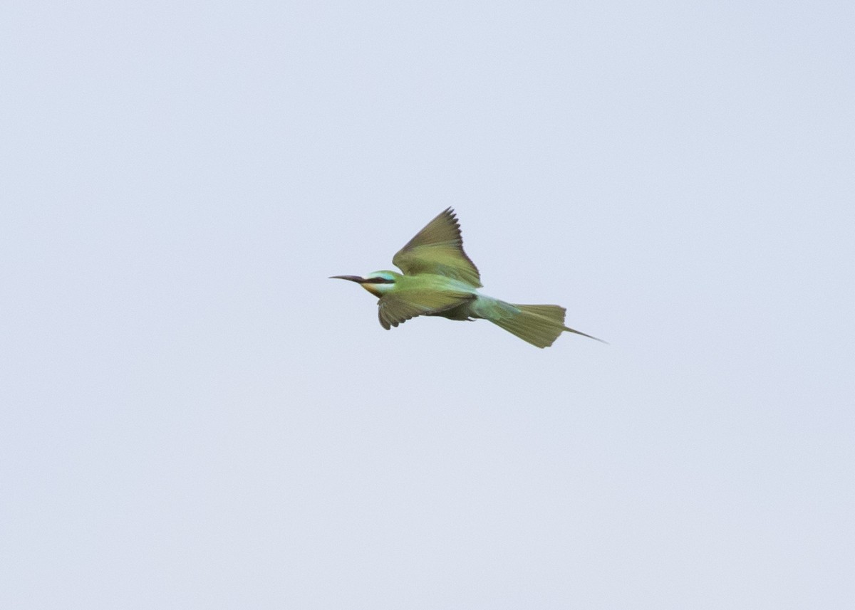 Blue-cheeked Bee-eater - Moditha Kodikara Arachchi