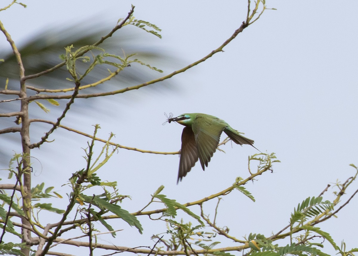 Blue-cheeked Bee-eater - ML619525901