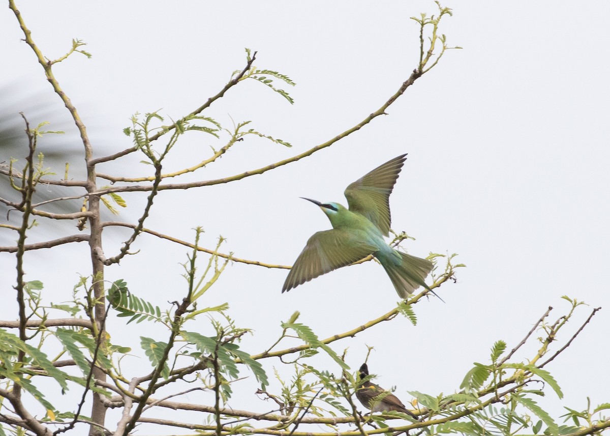 Blue-cheeked Bee-eater - ML619525902