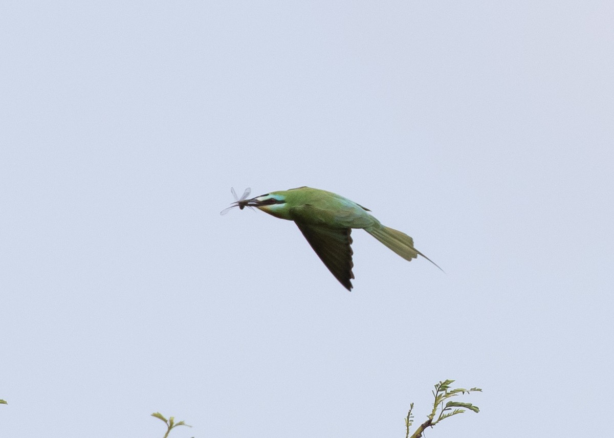 Blue-cheeked Bee-eater - ML619525903