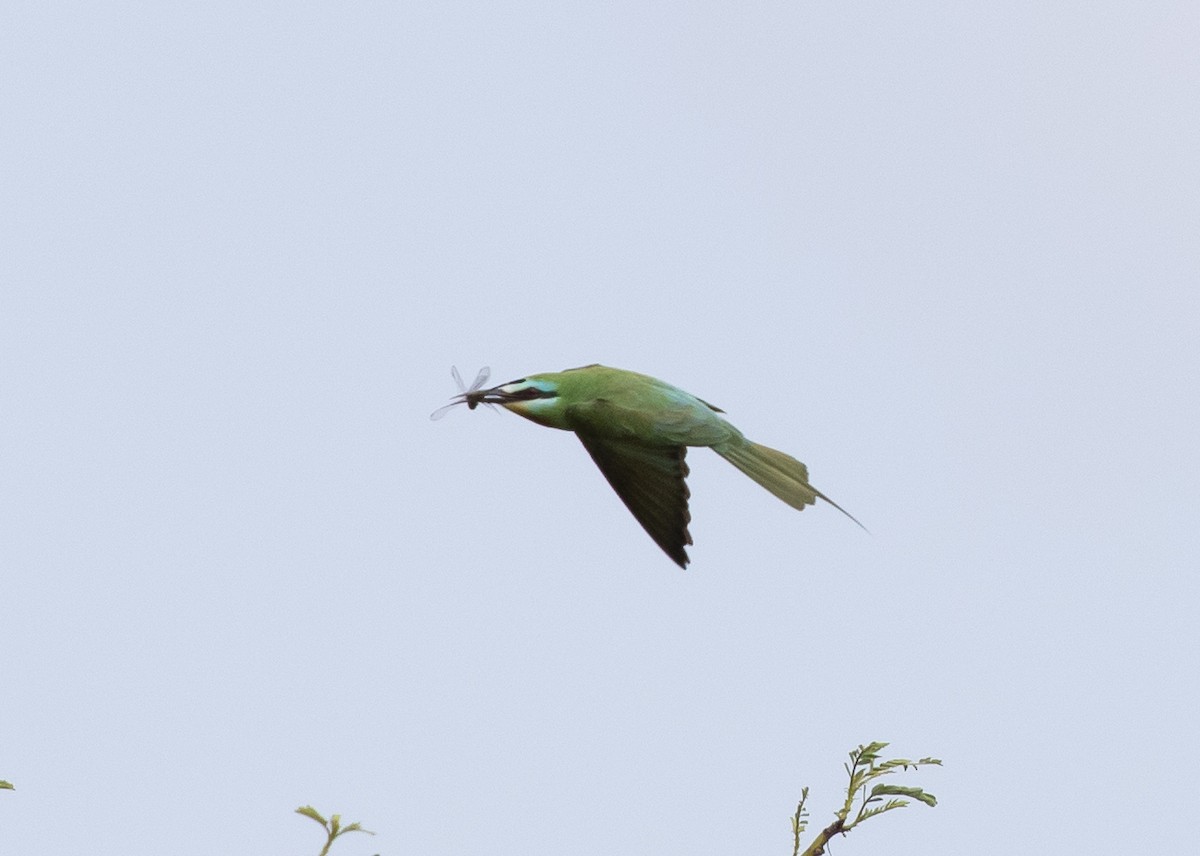 Blue-cheeked Bee-eater - Moditha Kodikara Arachchi